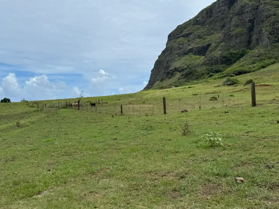 クアロアランチの山の斜面と海が見える草地