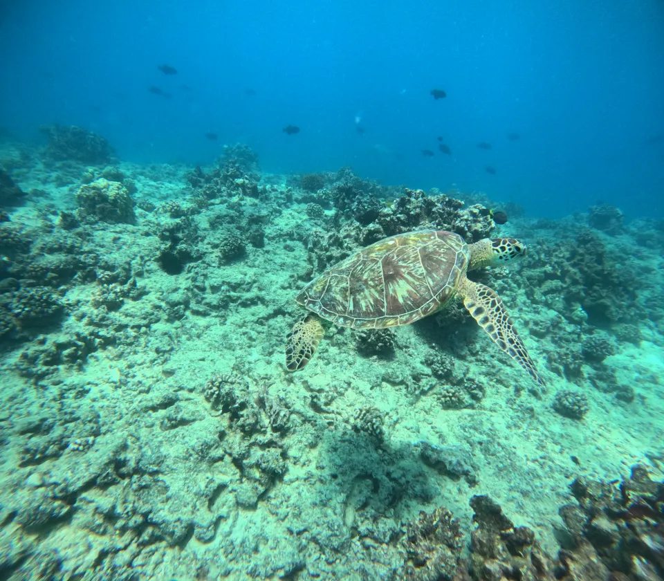 岩のある海底の上を泳ぐウミガメ