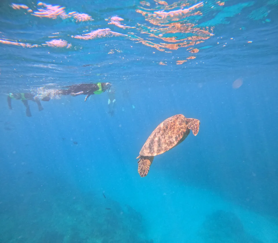 青い海の中を泳ぐウミガメ