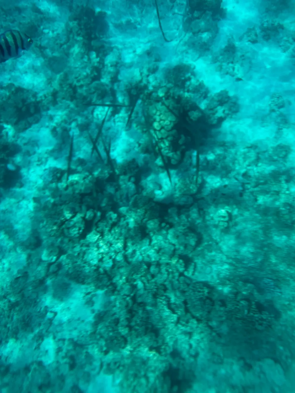 青い海中に写る魚と岩の様子