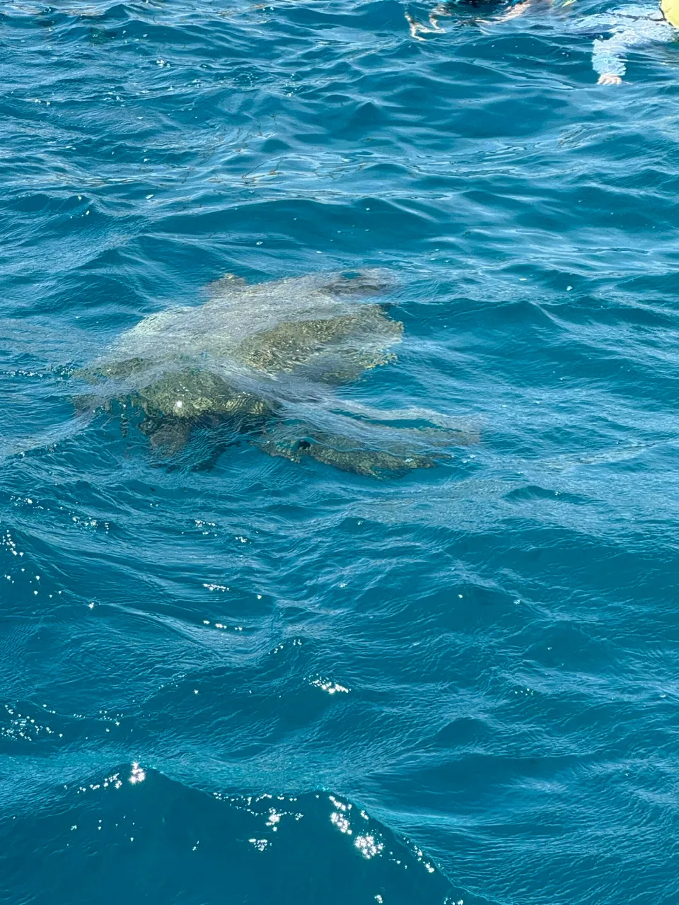 海面近くを泳ぐウミガメ